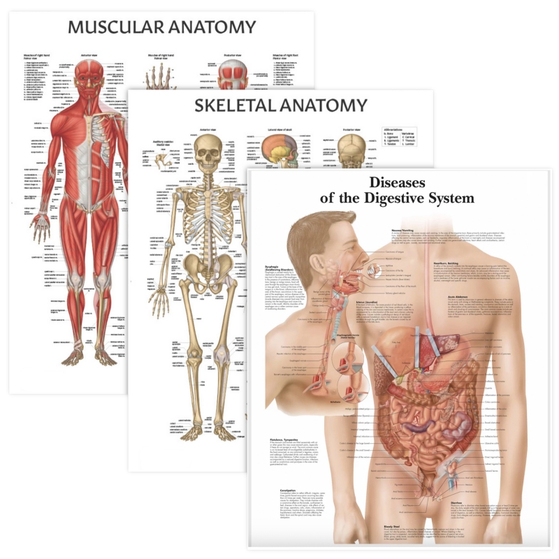 Muscular, Skeletal, and Diseases of the Digestive System Charts Bundle — Myaskro