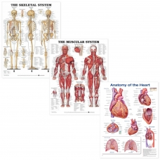 MYASKRO Skeletal, Muscular & Heart Anatomy Laminated Poster Bundle (52 × 70 cm, Set of 3) MYASKRO Skeletal, Muscular & Heart Anatomy Laminated Poster Bundle (52 × 70 cm, Set of 3)