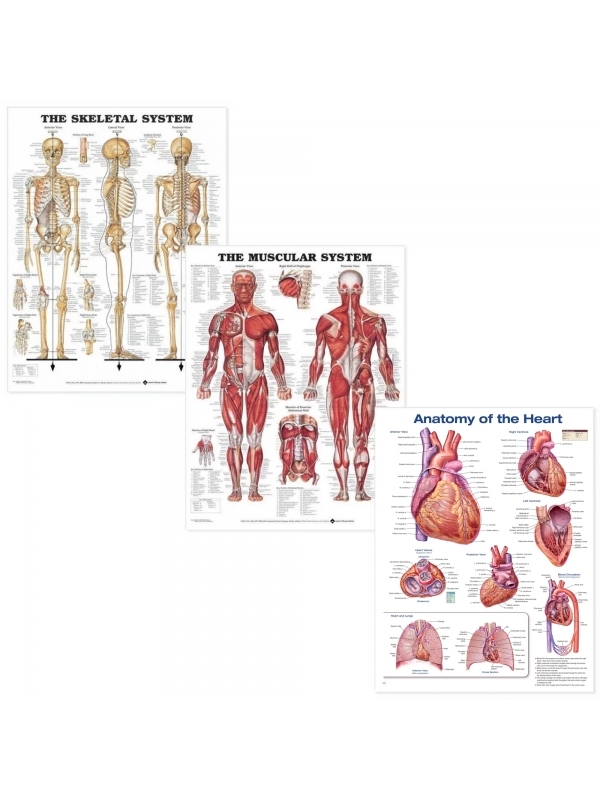 MYASKRO Skeletal, Muscular & Heart Anatomy Laminated Poster Bundle (52 × 70 cm, Set of 3)