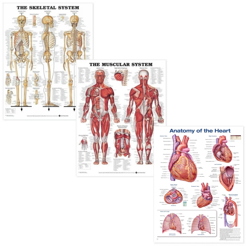 MYASKRO Skeletal, Muscular & Heart Anatomy Laminated Poster Bundle (52 × 70 cm, Set of 3)