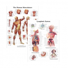 MYASKRO Muscular System & Lymphatic System Charts Bundle (Set of 2) MYASKRO Muscular System & Lymphatic System Charts Bundle (Set of 2)