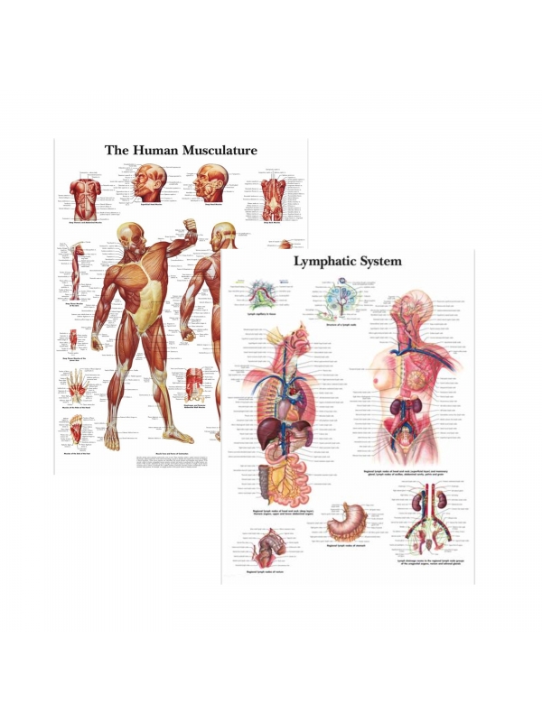 MYASKRO Muscular System & Lymphatic System Charts Bundle (Set of 2)