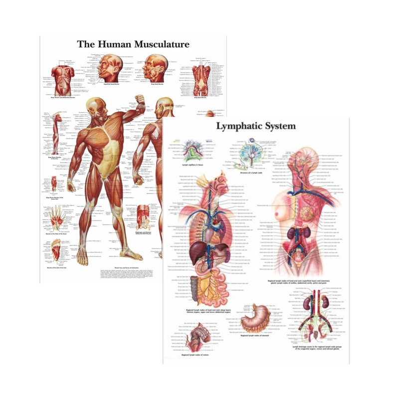 MYASKRO Muscular System & Lymphatic System Charts Bundle (Set of 2)