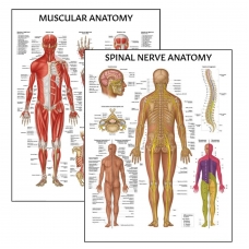Muscular System & Spinal Nerves Charts Bundle (Set of 2) | Myaskro Muscular System & Spinal Nerves Charts Bundle (Set of 2) | Myaskro