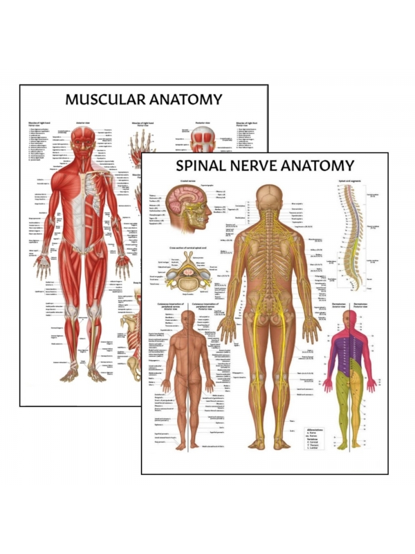 Muscular System & Spinal Nerves Charts Bundle (Set of 2) | Myaskro