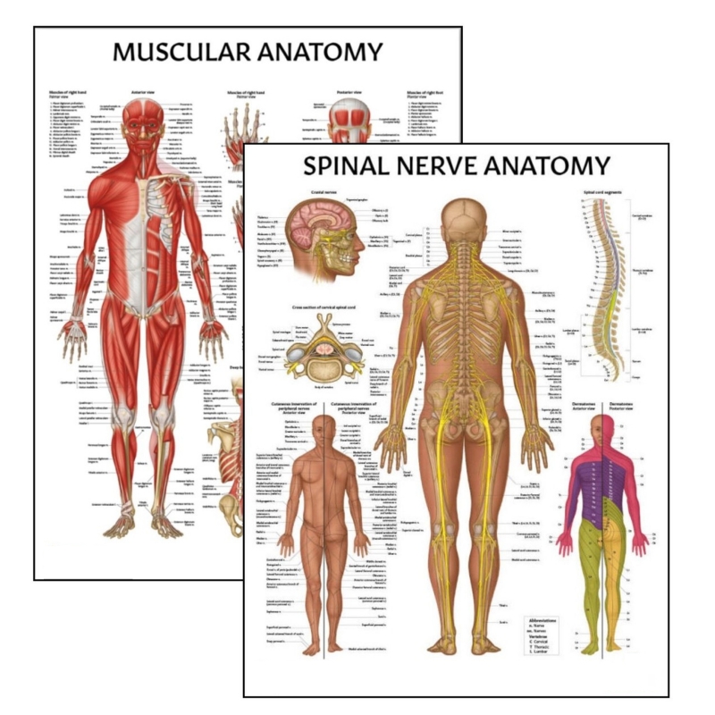 Muscular System & Spinal Nerves Charts Bundle (Set of 2) | Myaskro