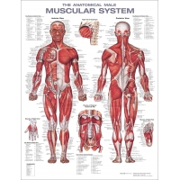 Secondary School Anatomy Models & Charts Bundle– Complete Teaching Set for Students & Teachers