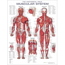 Muscular System Chart (52x70cm) With Special Rigid Lamination and Plastic Rollers