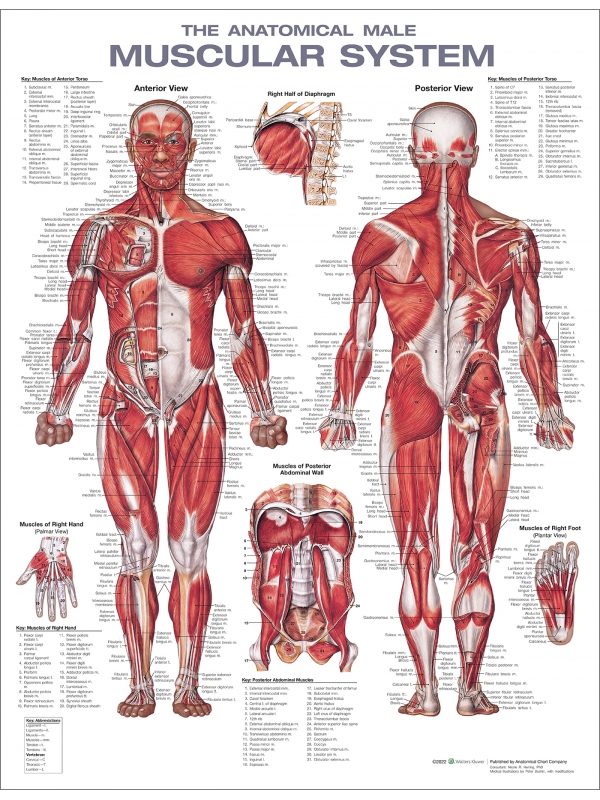 Muscular System Chart (52x70cm) With Special Rigid Lamination and Plastic Rollers