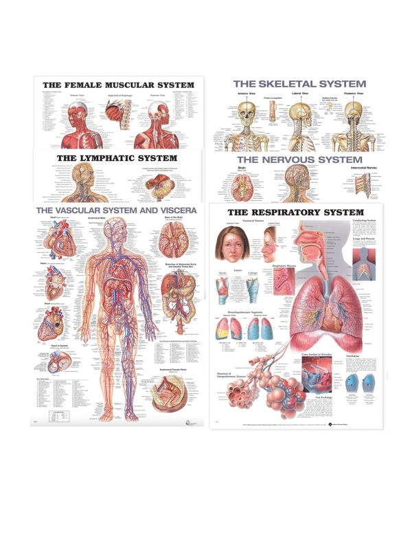 Human Organs Systems Charts Bundle of 6 - Myaskro