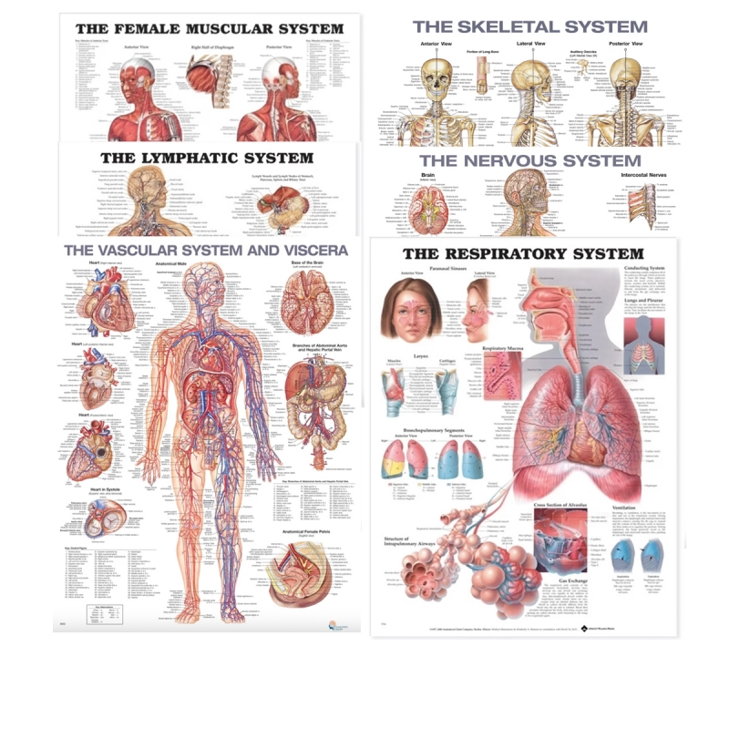 Human Organs Systems Charts Bundle of 6 - Myaskro