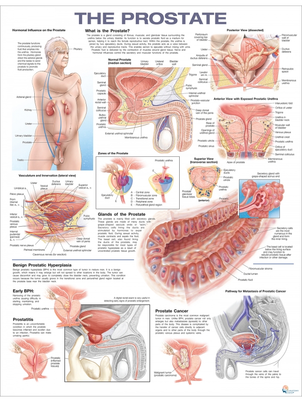 Prostate Chart (51x66cm) With Hard Backing, Aluminium Frame & Hanging Hooks