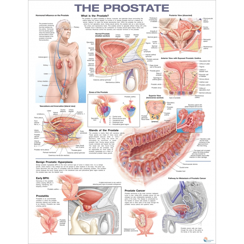 Prostate Chart (51x66cm) With Hard Backing, Aluminium Frame & Hanging Hooks