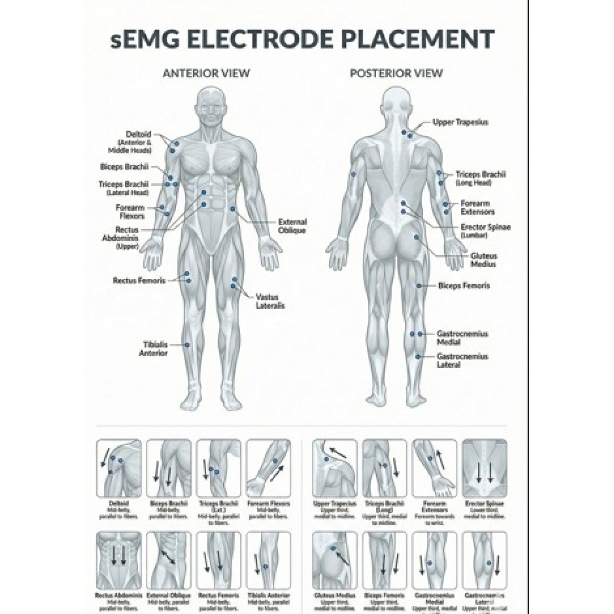 sEMG Electrode Placement Chart (52 × 70 cm) – Ultra-HD, Laminated