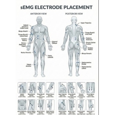 sEMG Electrode Placement Chart (52 × 70 cm) – Ultra-HD, Laminated sEMG Electrode Placement Chart (52 × 70 cm) – Ultra-HD, Laminated