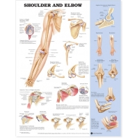 Peripheral Joint 6 Charts Bundle - Myaskro