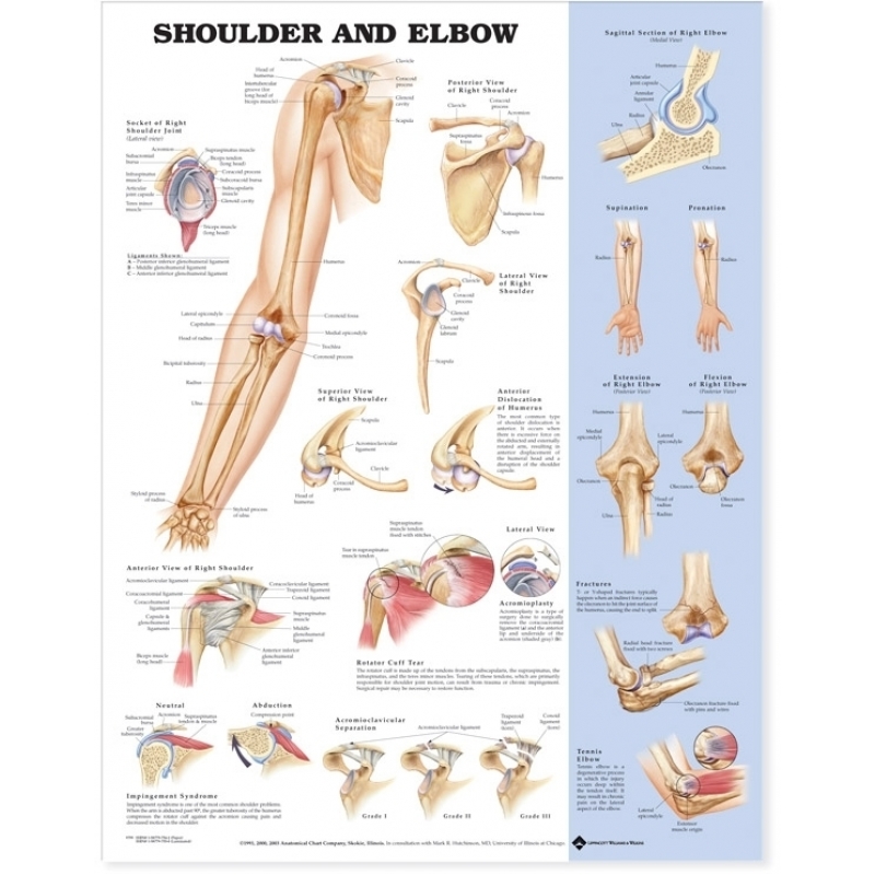 Shoulder and Elbow Chart (52x70cm) With Special Rigid Lamination and Plastic Rollers