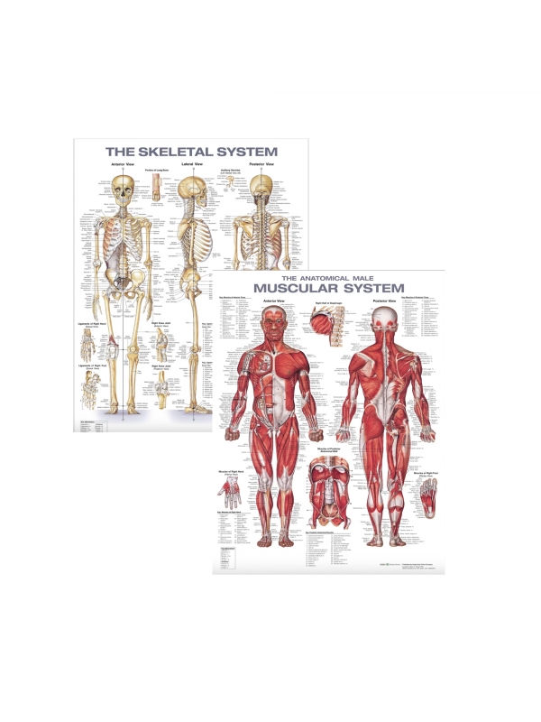 The Anatomy Shop Skeletal & Muscular System Laminated Charts (Set of 2)