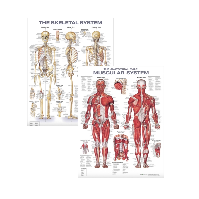 The Anatomy Shop Skeletal & Muscular System Laminated Charts (Set of 2)