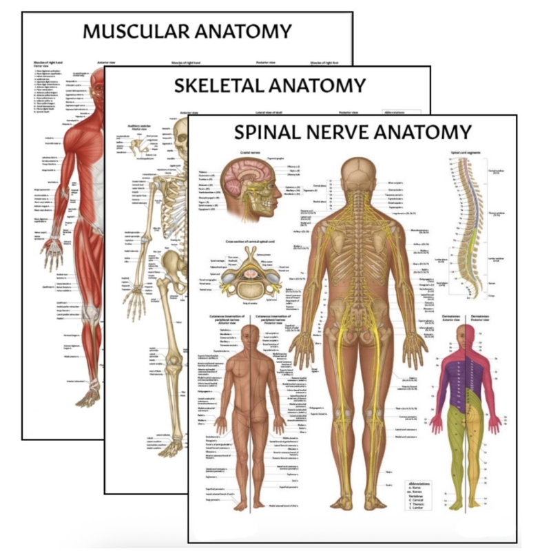 MYASKRO Skeletal & Muscular System with Spinal Nerves — Laminated Chart Bundle (Set of 3)