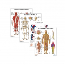 MYASKRO Skeletal, Muscular & Heart with Spinal Nerves — Laminated Chart Set (4 Charts) MYASKRO Skeletal, Muscular & Heart with Spinal Nerves — Laminated Chart Set (4 Charts)