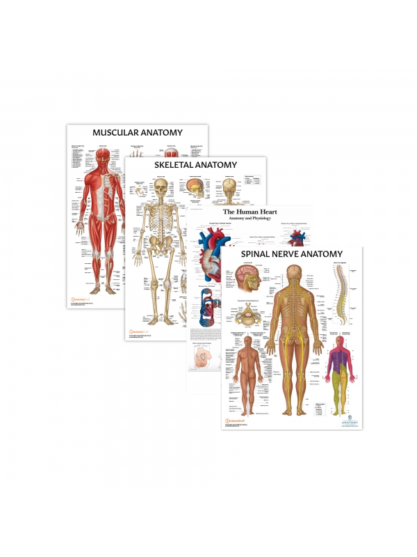 MYASKRO Skeletal, Muscular & Heart with Spinal Nerves — Laminated Chart Set (4 Charts)