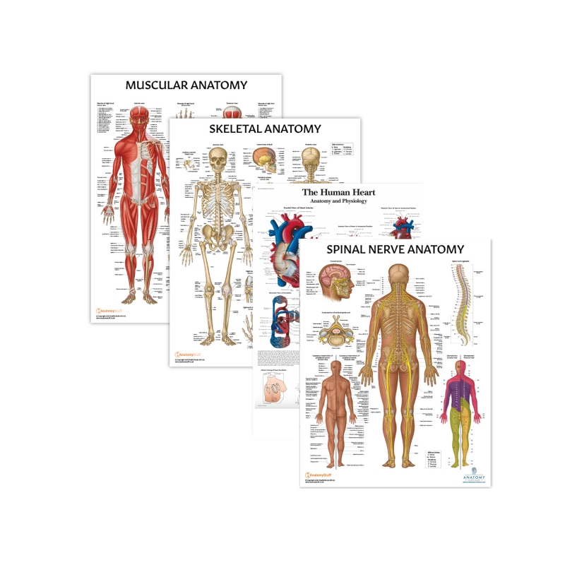 MYASKRO Skeletal, Muscular & Heart with Spinal Nerves — Laminated Chart Set (4 Charts)