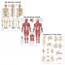MYASKRO Muscular, Skeletal & Ligaments of the Joints — Poster Set (3 charts, 52 × 70 cm each) MYASKRO Muscular, Skeletal & Ligaments of the Joints — Poster Set (3 charts, 52 × 70 cm each)