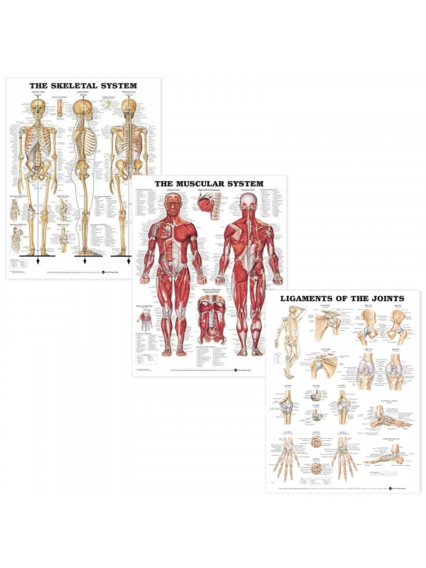 MYASKRO Muscular, Skeletal & Ligaments of the Joints — Poster Set (3 charts, 52 × 70 cm each)