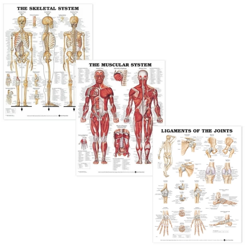 MYASKRO Muscular, Skeletal & Ligaments of the Joints — Poster Set (3 charts, 52 × 70 cm each)