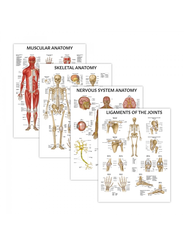 MYASKRO Skeletal, Muscular & Nervous System + Ligaments of the Joints — Laminated Chart Set (4 Charts)