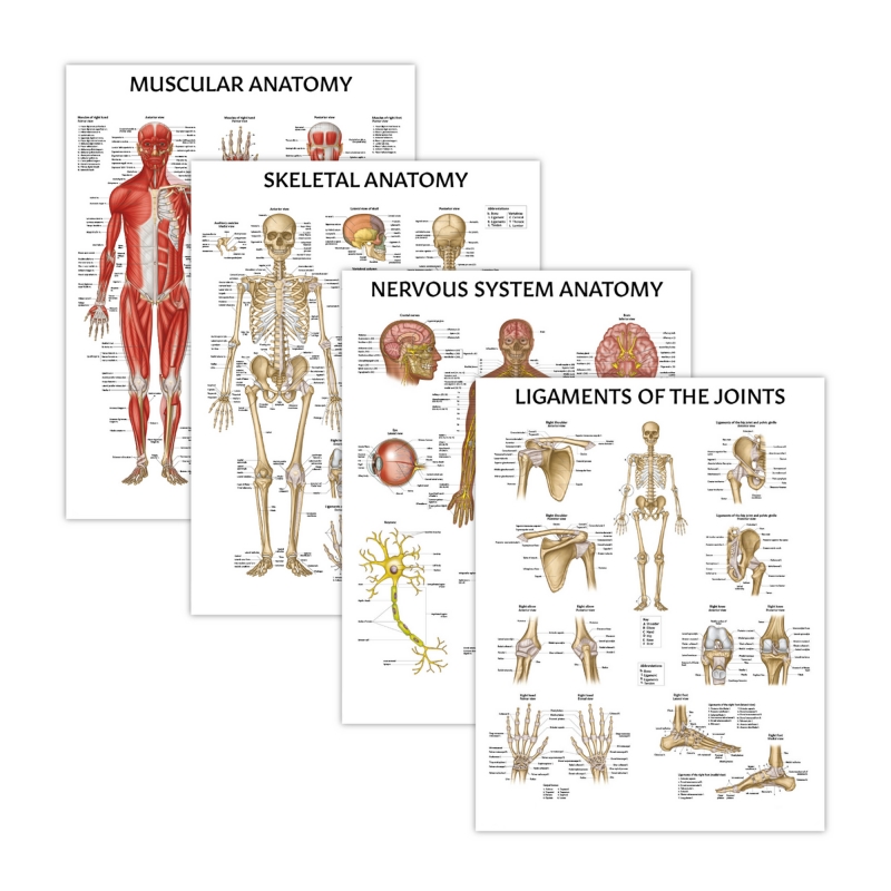 MYASKRO Skeletal, Muscular & Nervous System + Ligaments of the Joints — Laminated Chart Set (4 Charts)