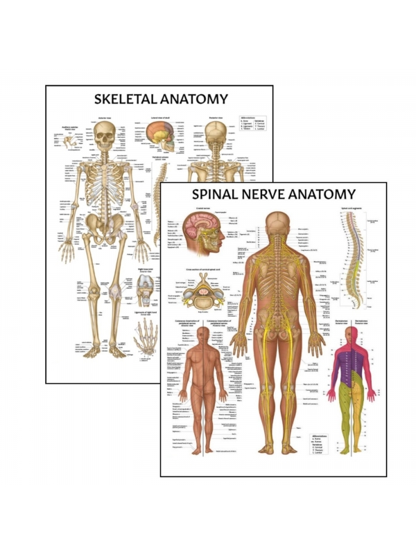 MYASKRO Skeletal System & Spinal Nerves Poster Bundle (52 × 70 cm, Set of 2)