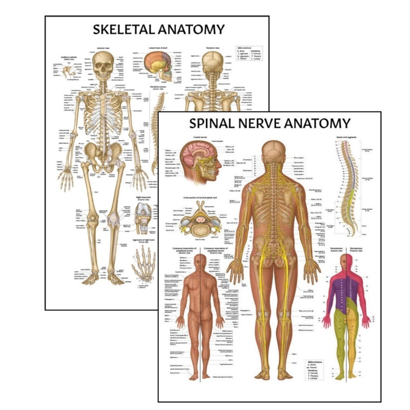 MYASKRO Skeletal System & Spinal Nerves Poster Bundle (52 × 70 cm, Set of 2)