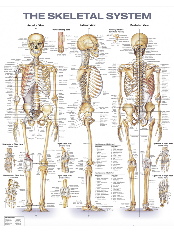 Human Skeletal System Chart (52x70cm) With Special Rigid Lamination and Plastic Rollers