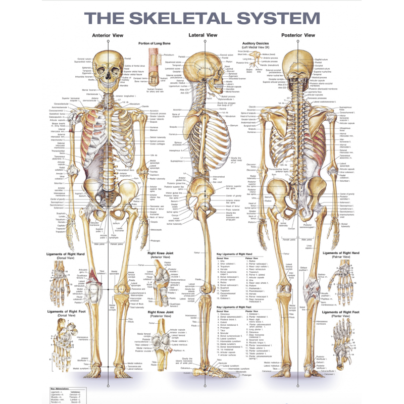 Human Skeletal System Chart (52x70cm) With Special Rigid Lamination and Plastic Rollers