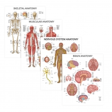 MYASKRO Skeletal, Muscular, Nervous & Brain Anatomy Chart Bundle (Set of 4) MYASKRO Skeletal, Muscular, Nervous & Brain Anatomy Chart Bundle (Set of 4)