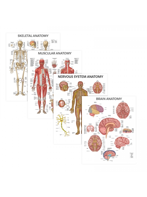 MYASKRO Skeletal, Muscular, Nervous & Brain Anatomy Chart Bundle (Set of 4)