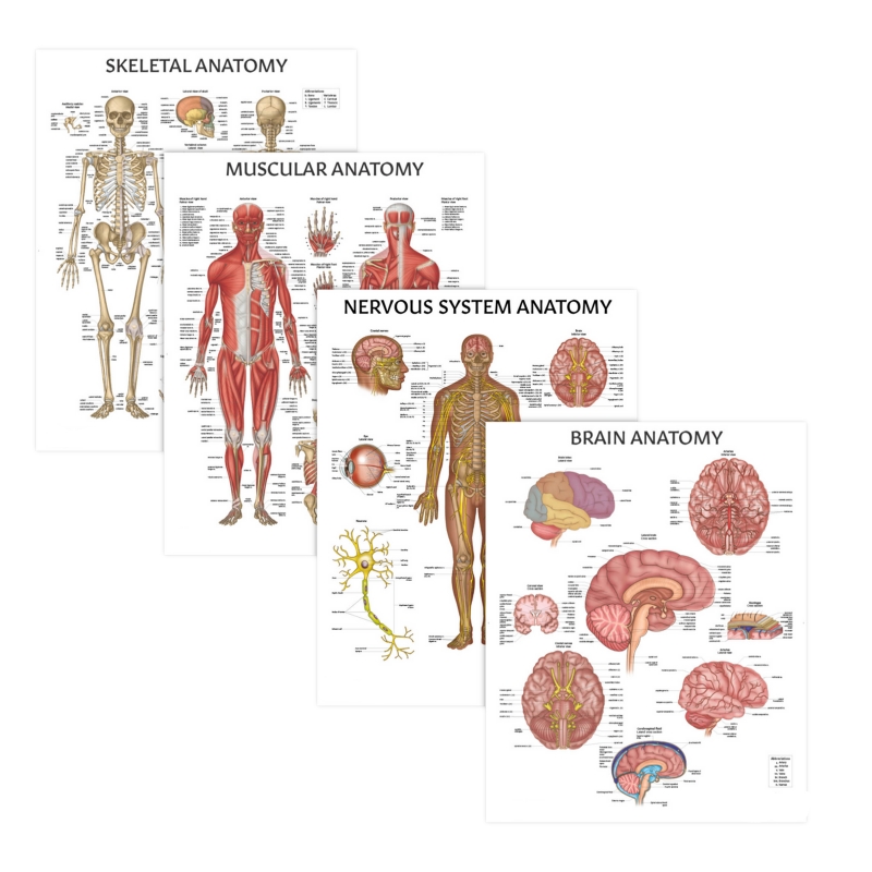 MYASKRO Skeletal, Muscular, Nervous & Brain Anatomy Chart Bundle (Set of 4)