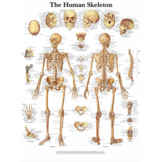 Human Skeletal System Chart (52 × 70 cm) — Ultra-HD, Clear Labels | Myaskro