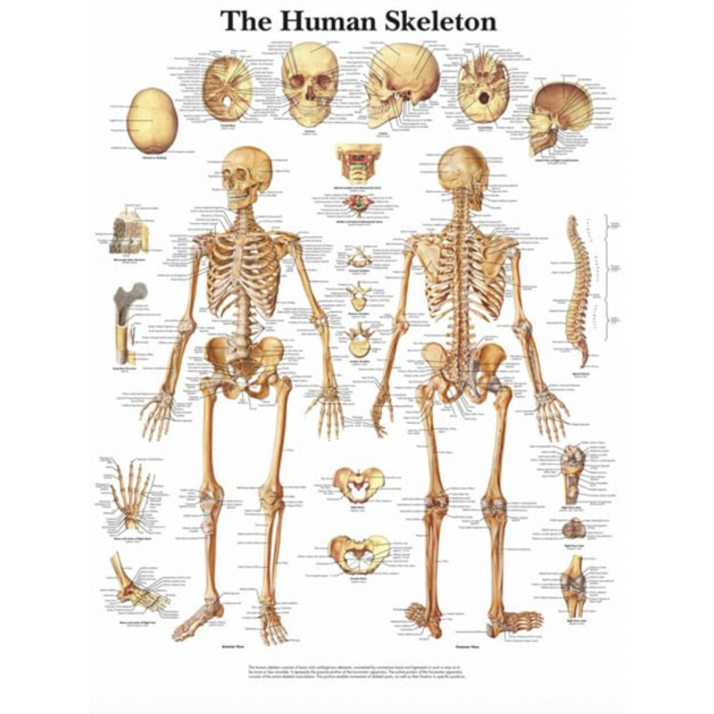 Human Skeletal System Chart (52 × 70 cm) — Ultra-HD, Clear Labels | Myaskro