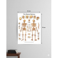 Human Skeletal System Chart (52 × 70 cm) — Ultra-HD, Clear Labels | Myaskro