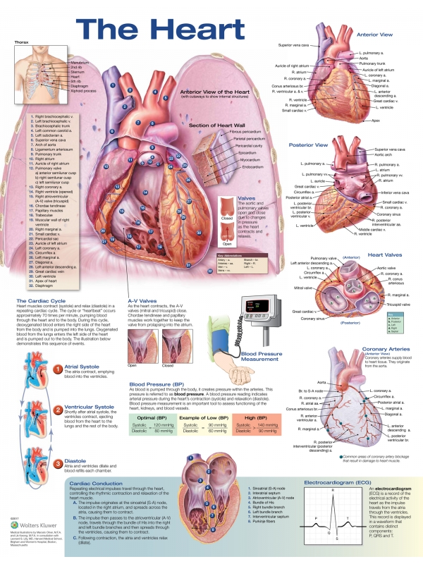 The Heart Anatomical Chart (52x70cm) With Special Rigid Lamination and Plastic Rollers