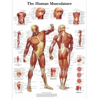 The Anatomy Shop – Human Body Systems Charts Bundle (Set of 7, Ultra-Refined Resolution) – Myaskro