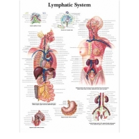 MYASKRO Muscular System & Lymphatic System Charts Bundle (Set of 2)