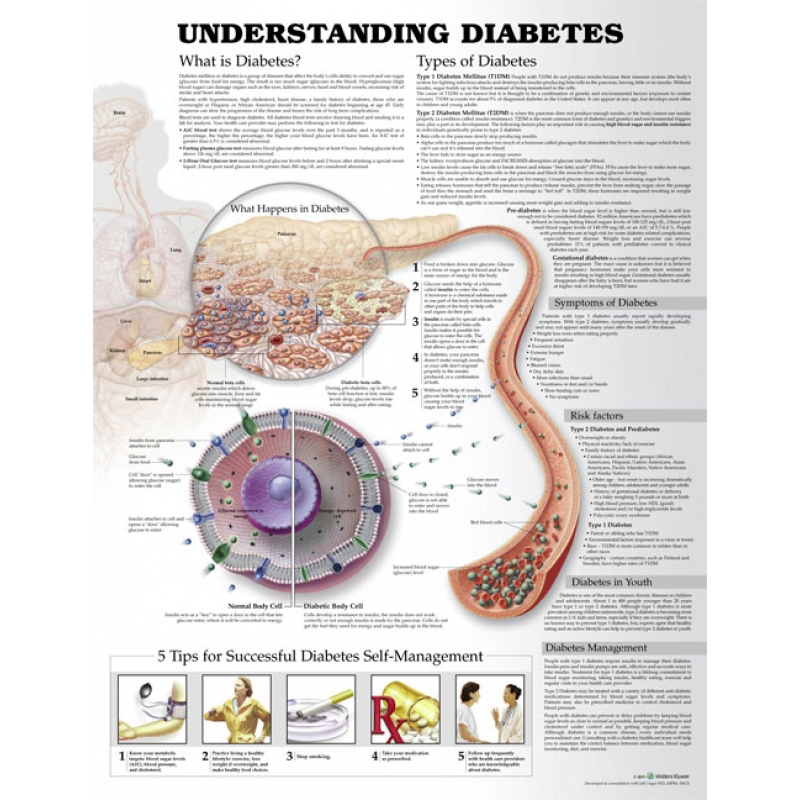 Understanding Diabetes Chart (52x70cm) With Special Rigid Lamination and Plastic Rollers