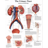 The Anatomy Shop – Human Body Systems Charts Bundle (Set of 7, Ultra-Refined Resolution) – Myaskro