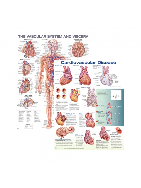 Vascular System & Cardiovascular Disease Laminated Poster Set (2 Charts) - Myaskro