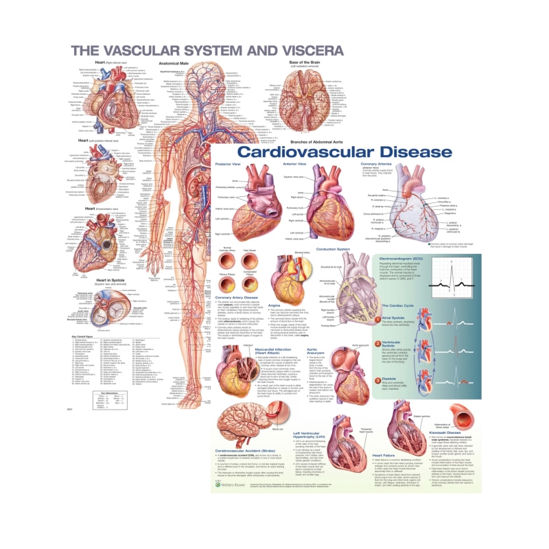 Vascular System & Cardiovascular Disease Laminated Poster Set (2 Charts) - Myaskro