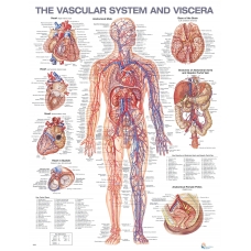 The Vascular System And Viscera Chart (51x66cm) With Hard Backing, Aluminium Frame & Hanging Hooks